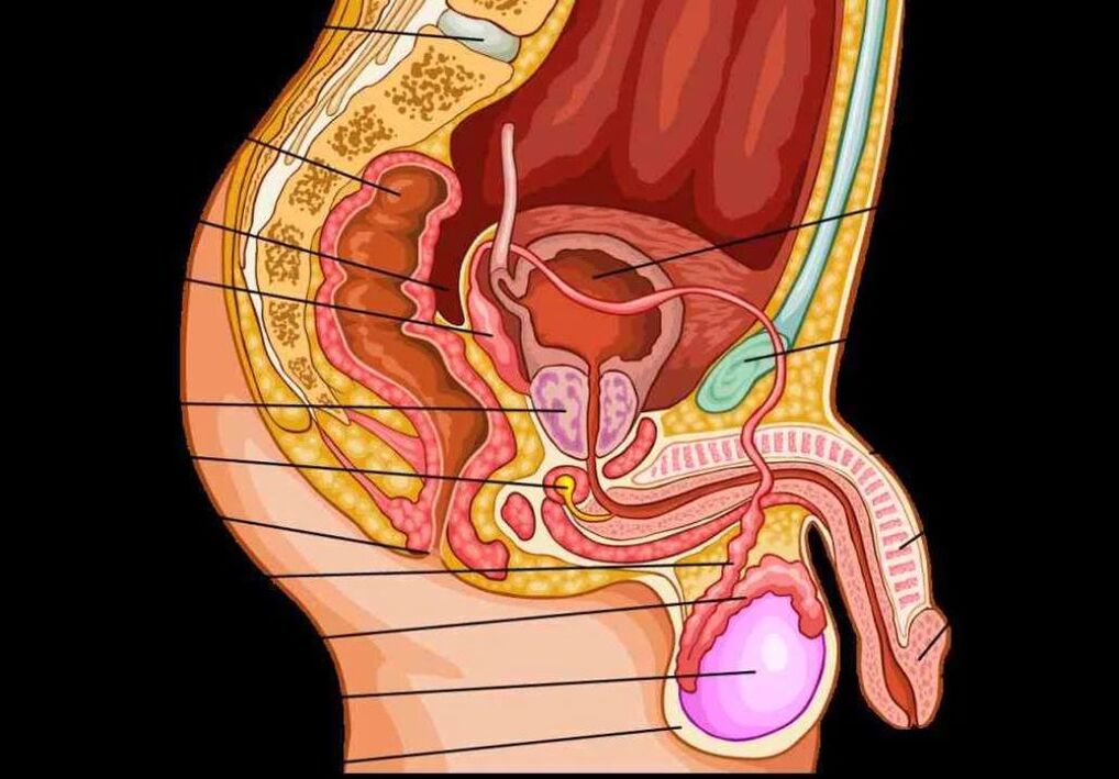 erkek penisinin anatomisi