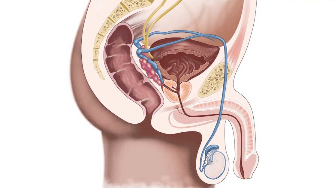 penis yapısı