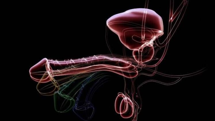 Erkekler heyecanlandığında akıntı neden ortaya çıkıyor ve bu normal mi